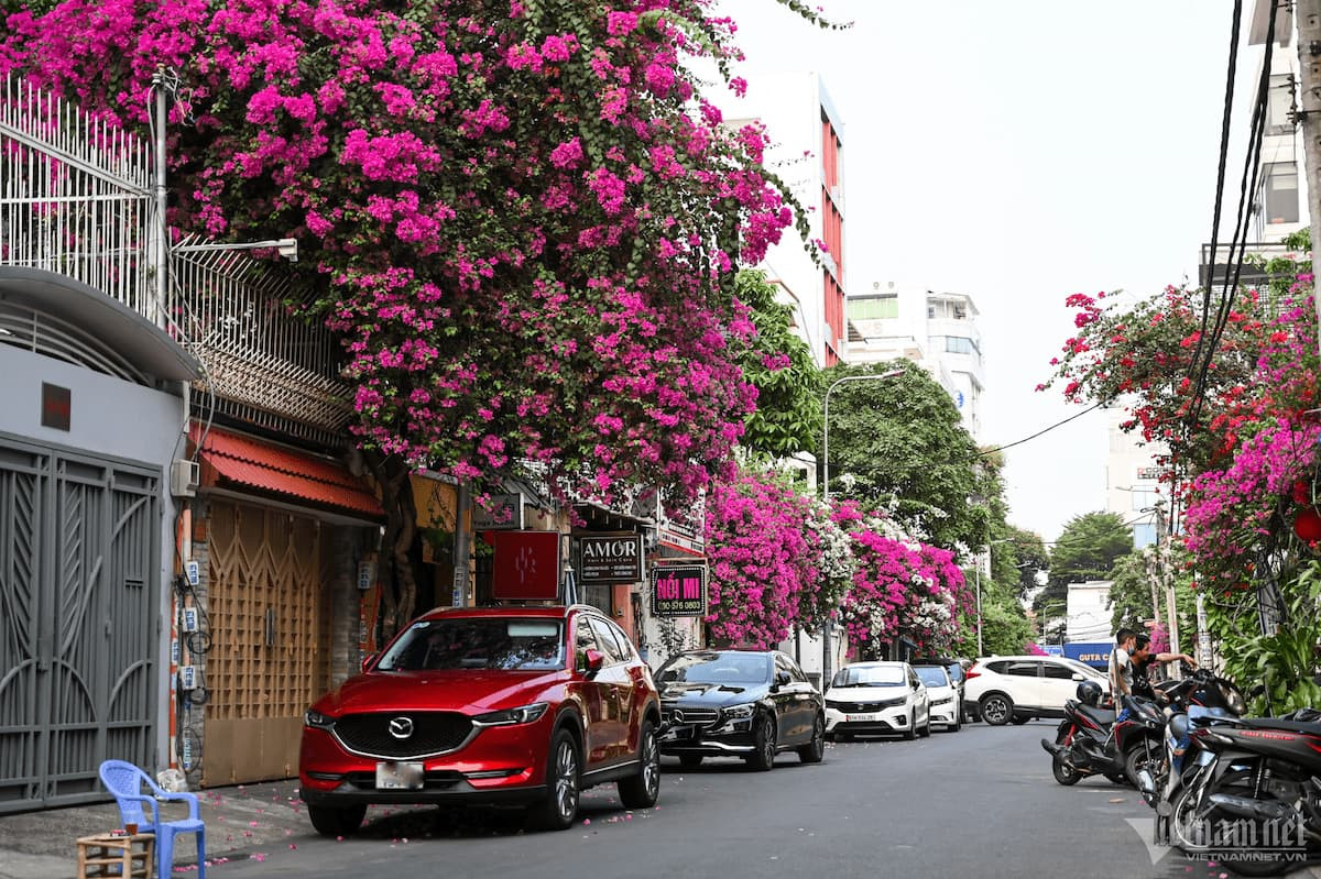 Cây hoa giấy.