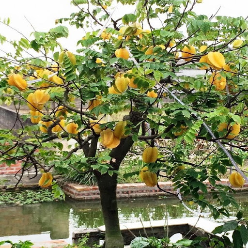 Trồng cây khế cũng chính là lời cầu chúc cho gia đình được hưởng trọn vẹn năm cái phúc này.