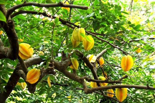 Trong phong thủy quả khế được xem là vật mang trong mình sự cân bằng của vũ trụ, tượng trưng cho sự trọn vẹn, đủ đầy.