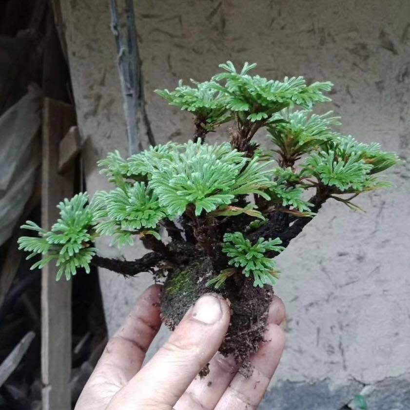Cây cảnh này rất hợp với người mệnh Mộc, Hỏa