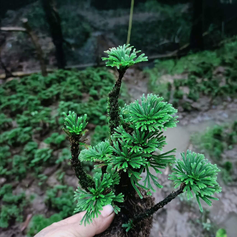 Cây cảnh không cần bạn chăm sóc thường xuyên.