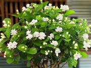 Nhà đẹp - 3 loại cây cảnh tỏa hương ngày hè, được cho là thu hút tài lộc cho gia chủ