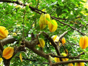 Nhà đẹp - Vị trí trồng cây khế giúp gia chủ rước tài đón lộc