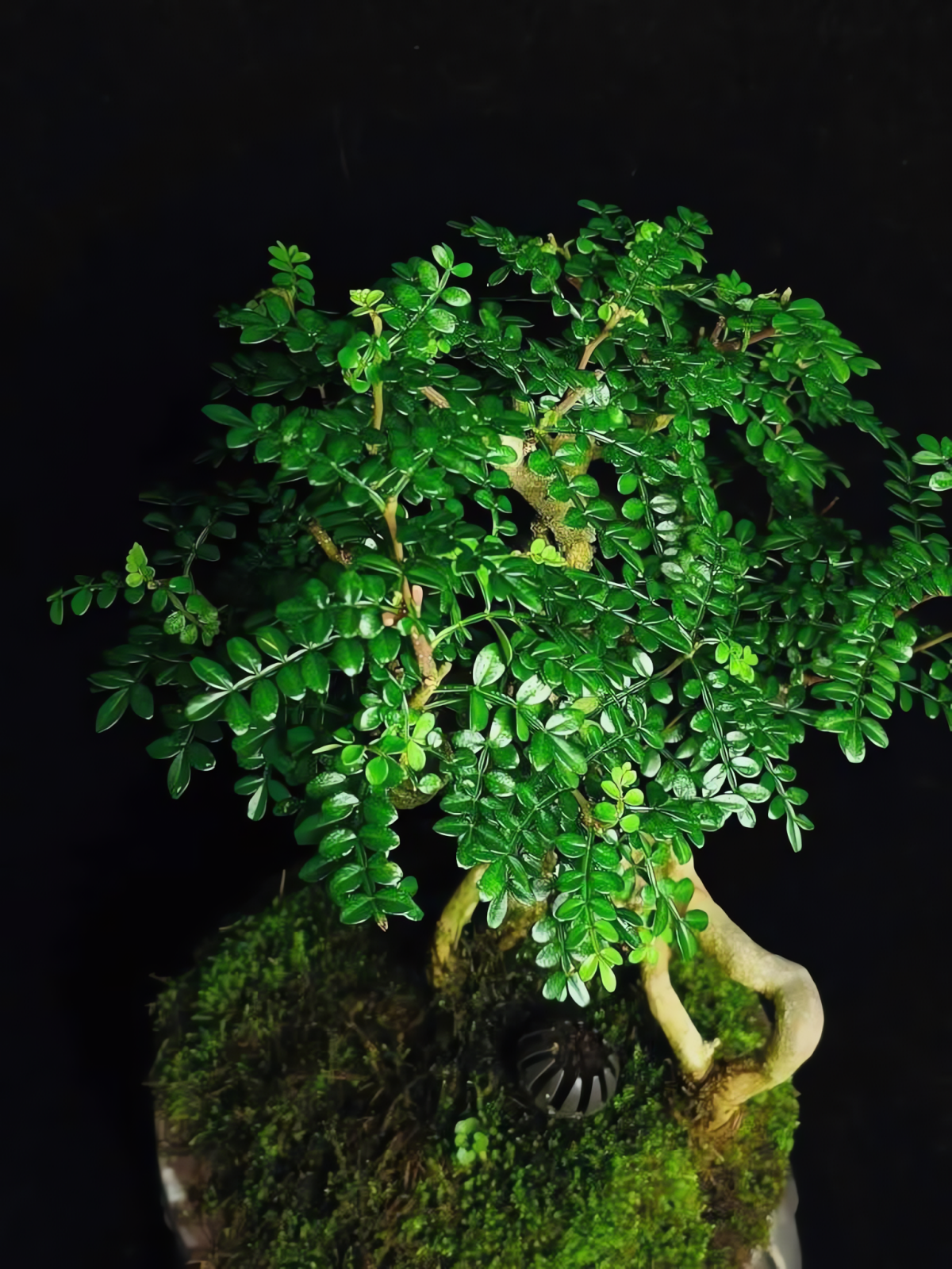 4 cây cảnh bonsai tỏa hương, đặt trong nhà công việc nở hoa, gia đình thêm lộc, trồng một cây thơm cả đời - 3