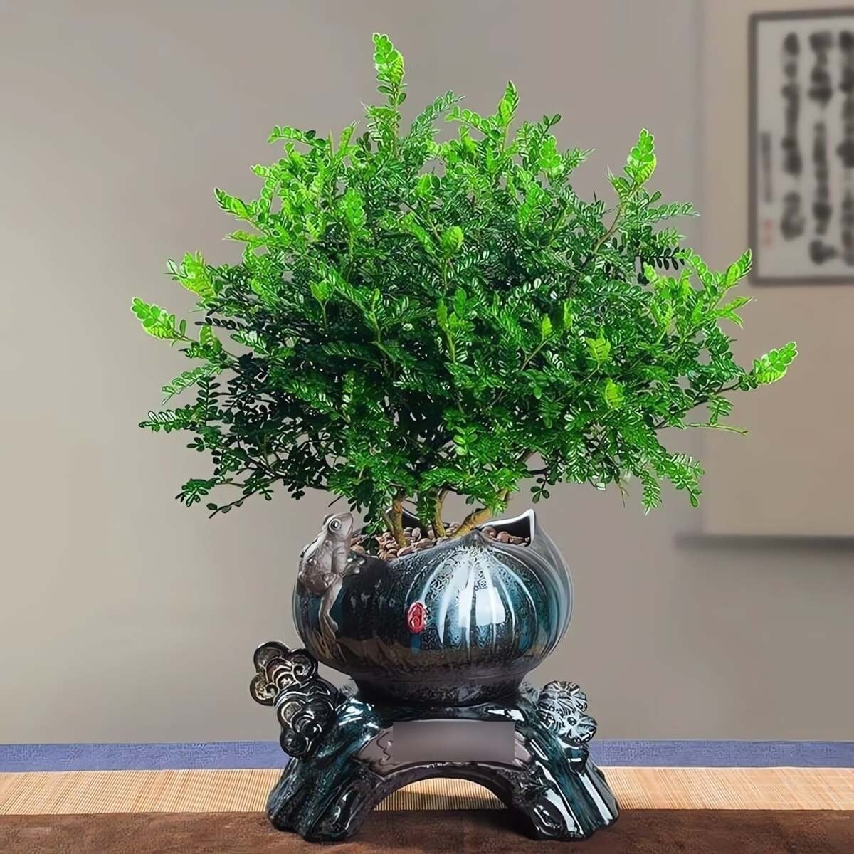 Nhìn từ xa, cây cảnh như một chiếc ô xanh thẫm