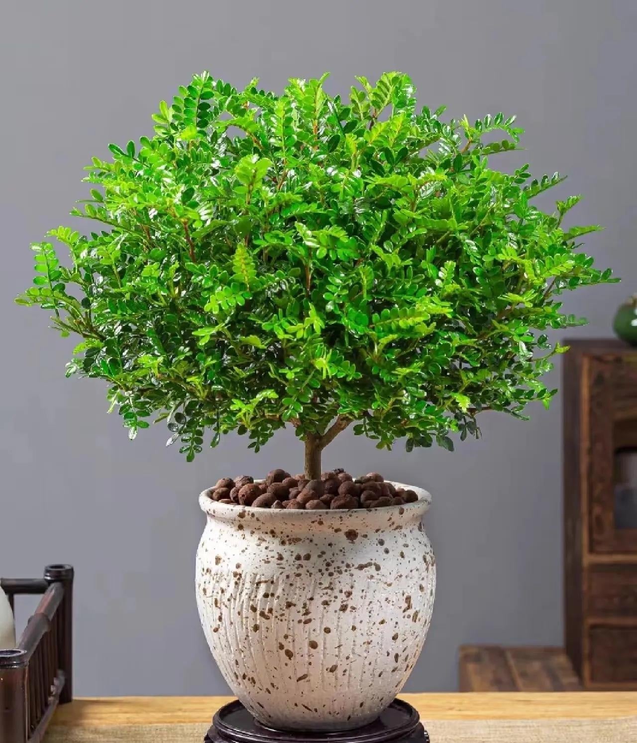 img src/upload/3-2026/images/2026-07-04/1783181961-tung-thom-cay-canh-a-1703-width1440height810.jpeg width660 /