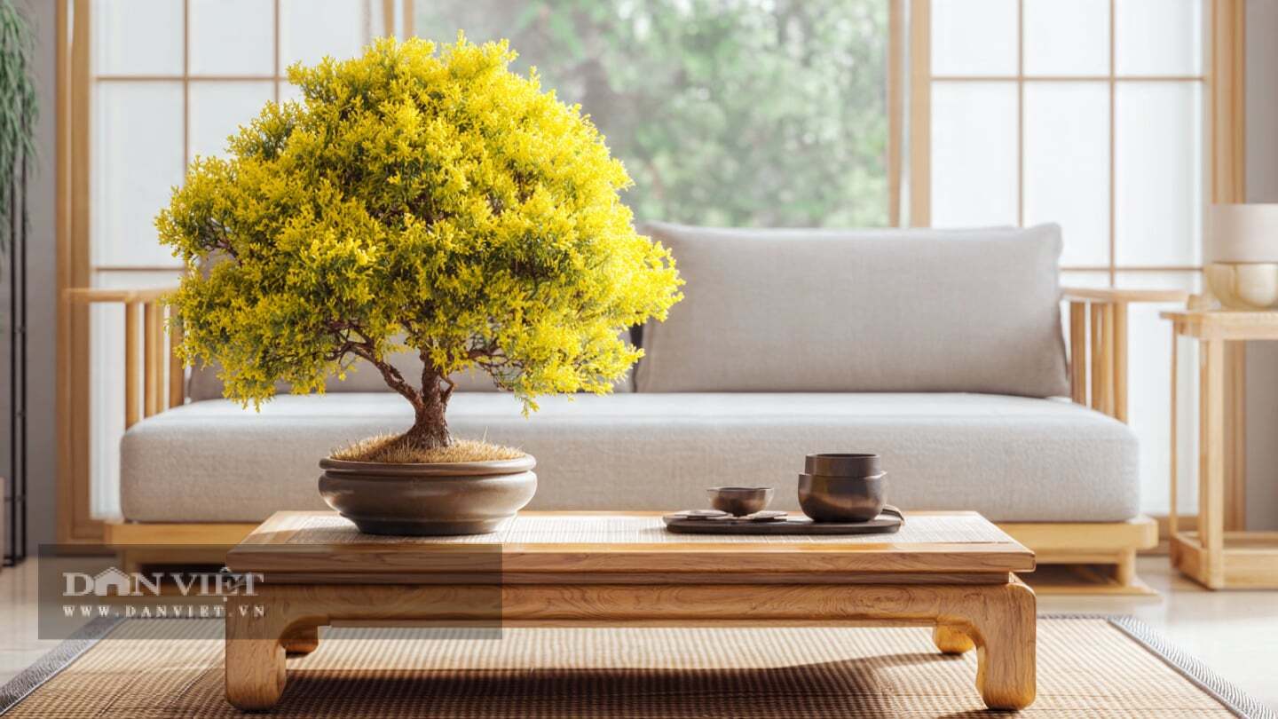 4 cây cảnh bonsai tỏa hương, đặt trong nhà công việc nở hoa, gia đình thêm lộc, trồng một cây thơm cả đời - 5