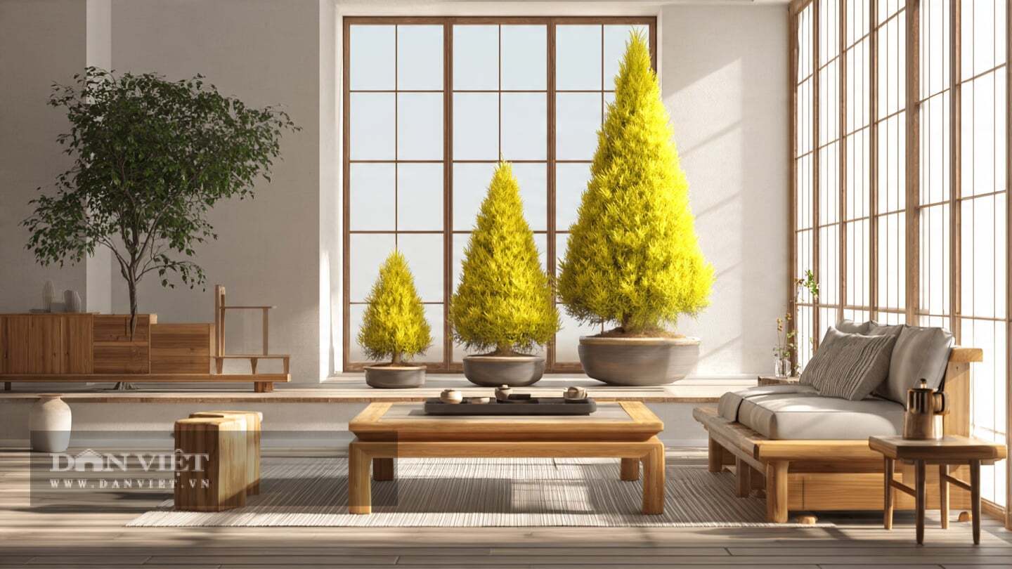 Cả cây cảnh hóa hình chóp hoàn hảo