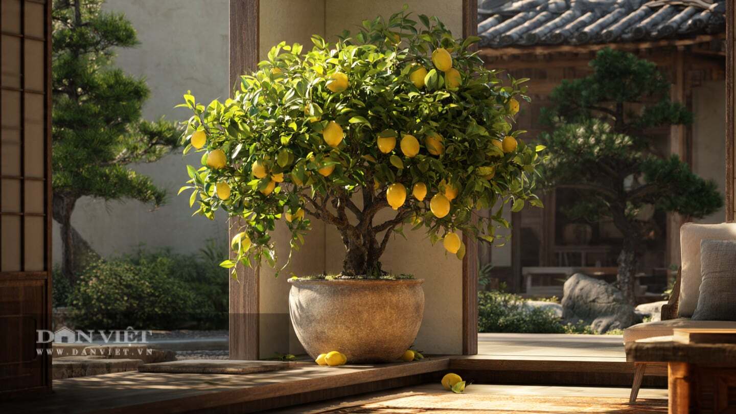 4 cây cảnh bonsai tỏa hương, đặt trong nhà công việc nở hoa, gia đình thêm lộc, trồng một cây thơm cả đời - 11