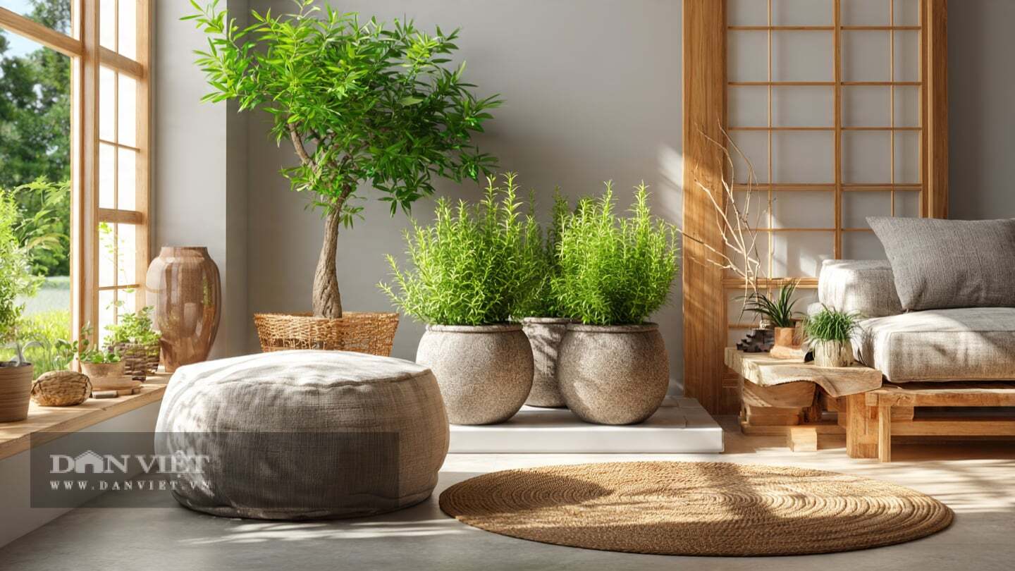 4 cây cảnh bonsai tỏa hương, đặt trong nhà công việc nở hoa, gia đình thêm lộc, trồng một cây thơm cả đời - 10