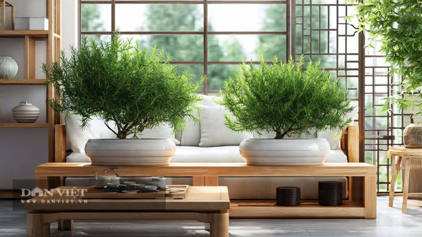 Hương thảo nồng, sảng