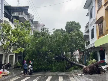 Móng Cái gió giật cấp 11, cây bật gốc, nhà tốc mái