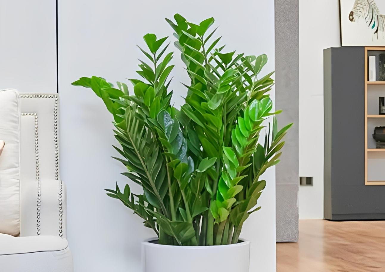 Những tán lá xanh bóng của cây kim tiền được nhiều người yêu thích vì gắn với ý nghĩa sung túc và thịnh vượng.