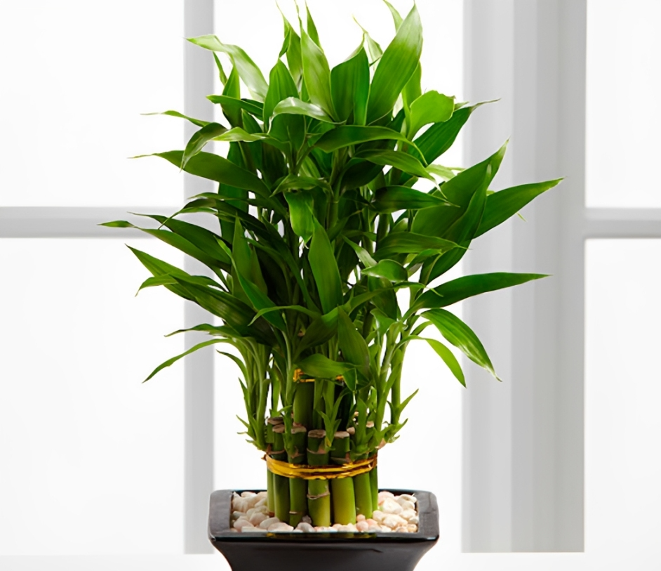 Cây phất dụ với lá xanh bóng, dáng đứng vững chãi, biểu tượng của sự bình an, may mắn và niềm vui bền vững.