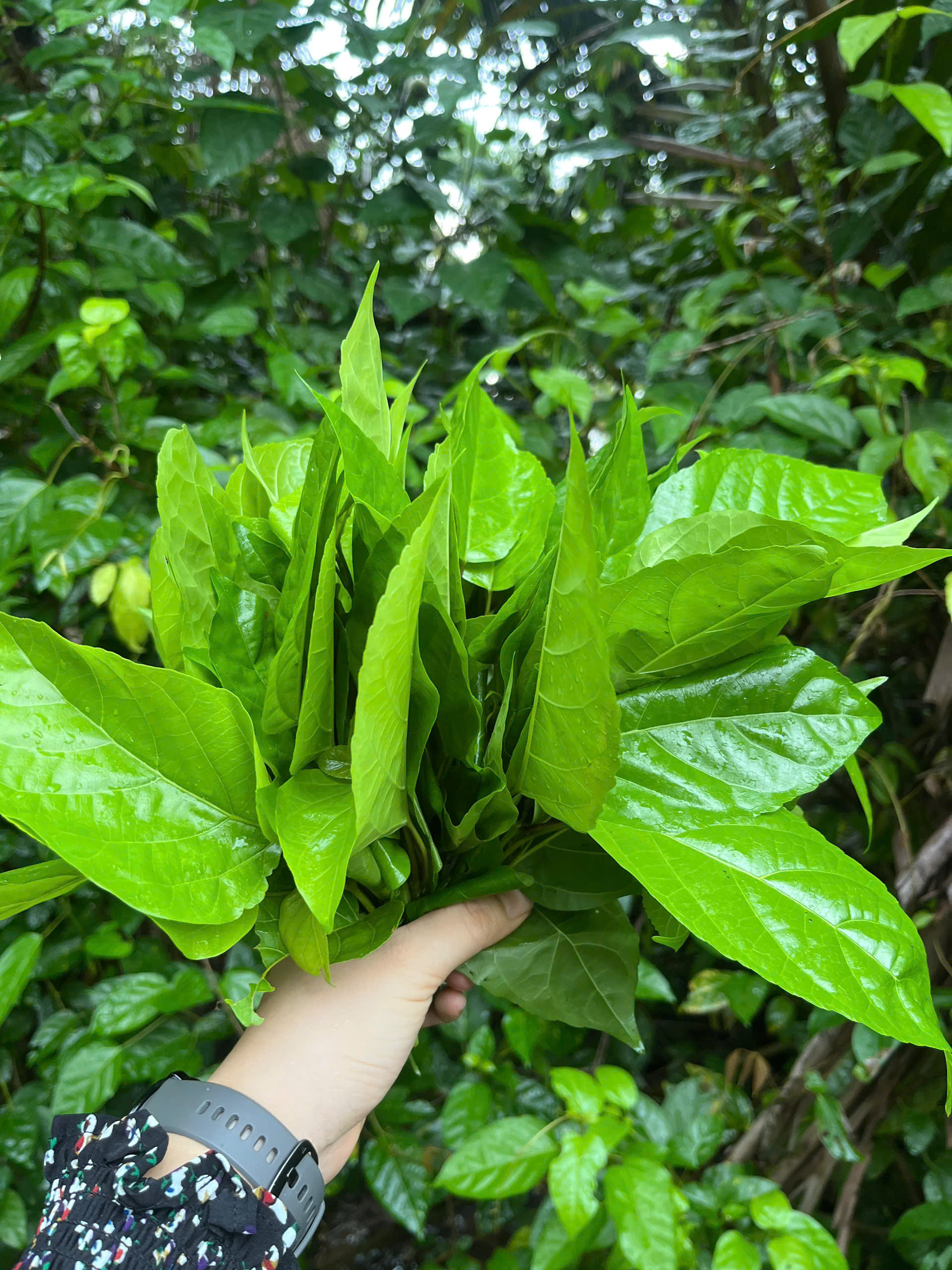 Sản vật miền Tây càng hái càng mọc, ăn sống hay chín đều được, khó mang đi xa - 1