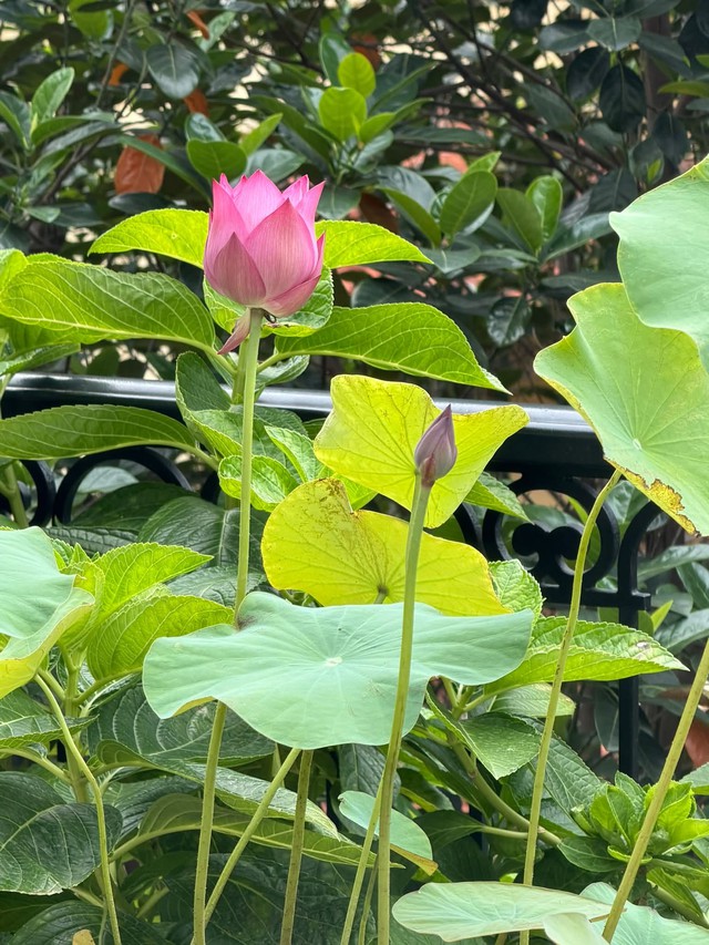 Hình ảnh hoa sen hồng bình dị mà Hoa hậu Nguyễn Thị Huyền chia sẻ trên trang cá nhân trong ngày sinh nhật.