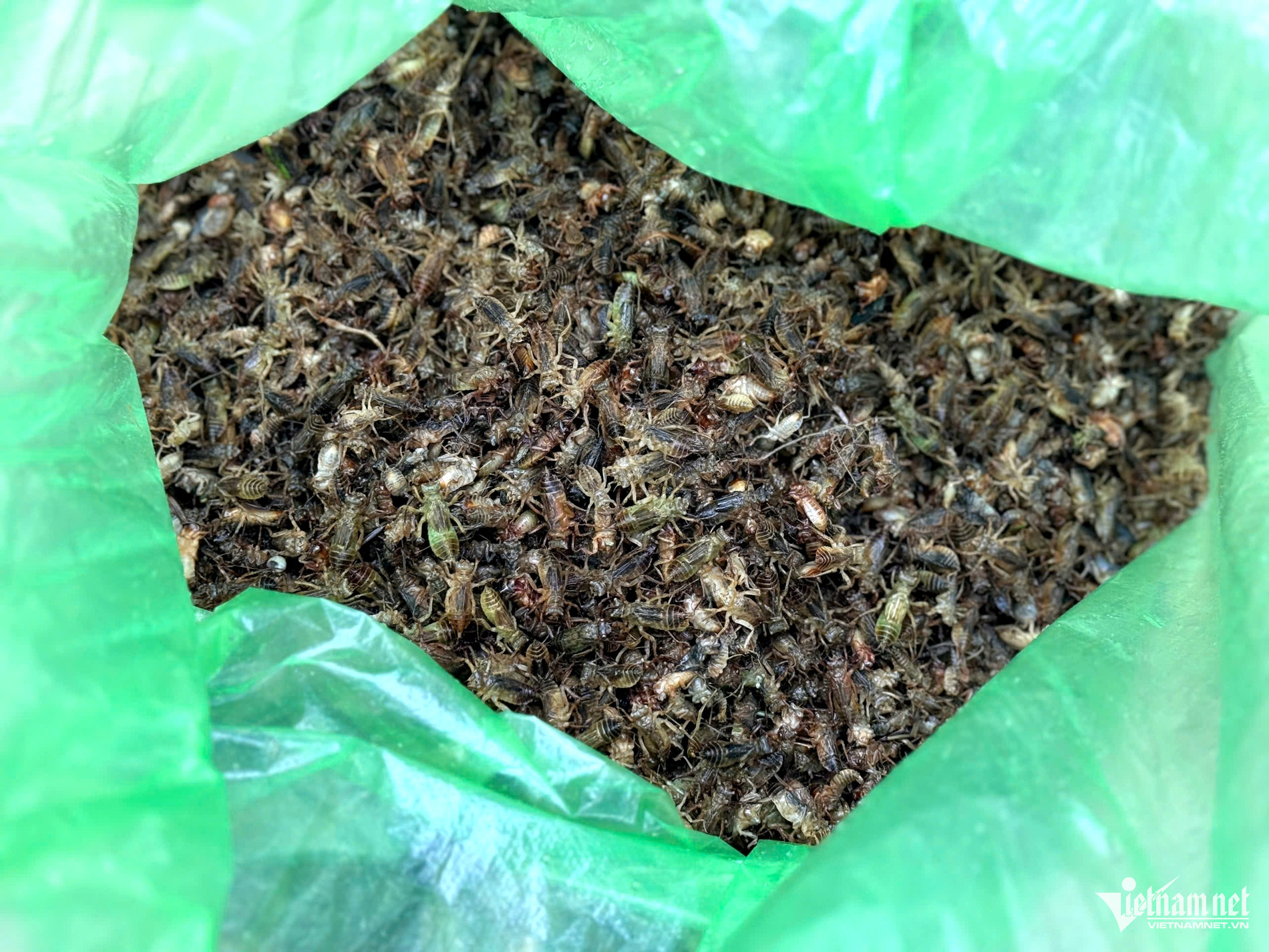 Một số loại côn trùng được ví như đặc sản độc lạ, hút khách mua ở chợ như: châu chấu, cào cào (ảnh trái) và ấu trùng bà mụ (ảnh phải) - còn gọi là con cơm nguội, sống dưới nước, sau đó bò lên bờ, lột xác thành chuồn chuồn