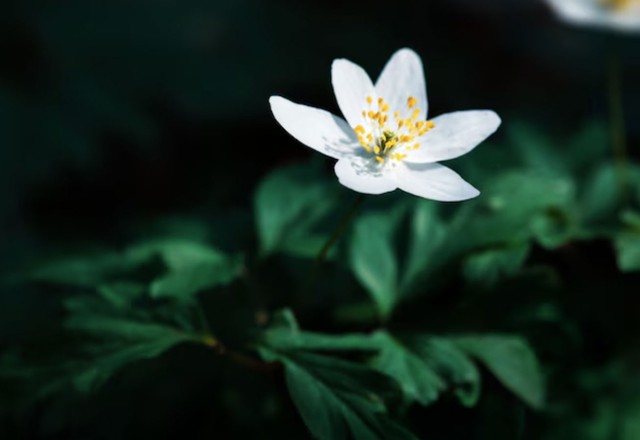 Theo quan niệm truyền thống, tháng 8 Âm lịch là thời điểm mùa màng bội thu, vì vậy người sinh trong tháng này được cho là có duyên với tài lộc. Ảnh minh họa