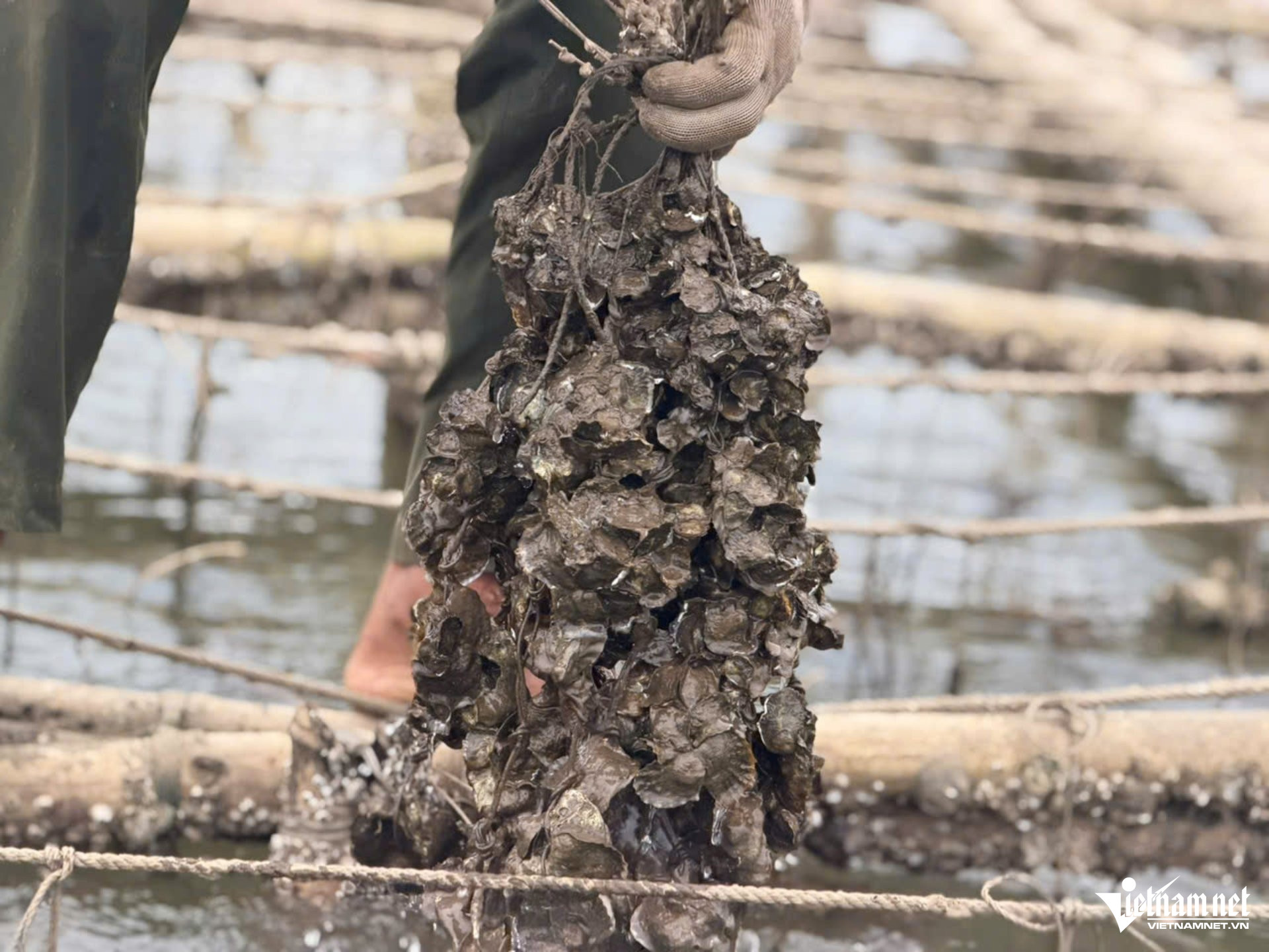 Hàu buộc vào dây, cột vào tre cố định, sinh trưởng nhờ nguồn thức ăn tự nhiên trên sông Rào Cái.