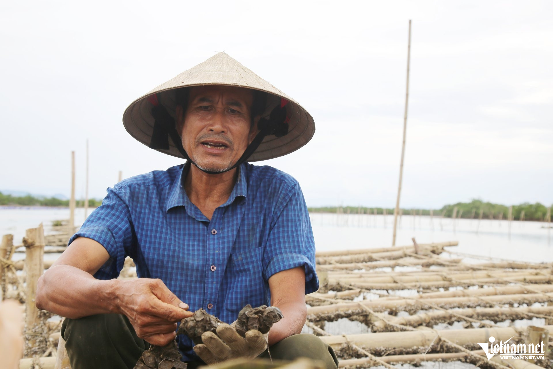 Ông Tạo là một trong những hộ dân tiên phong nghề nuôi hàu.