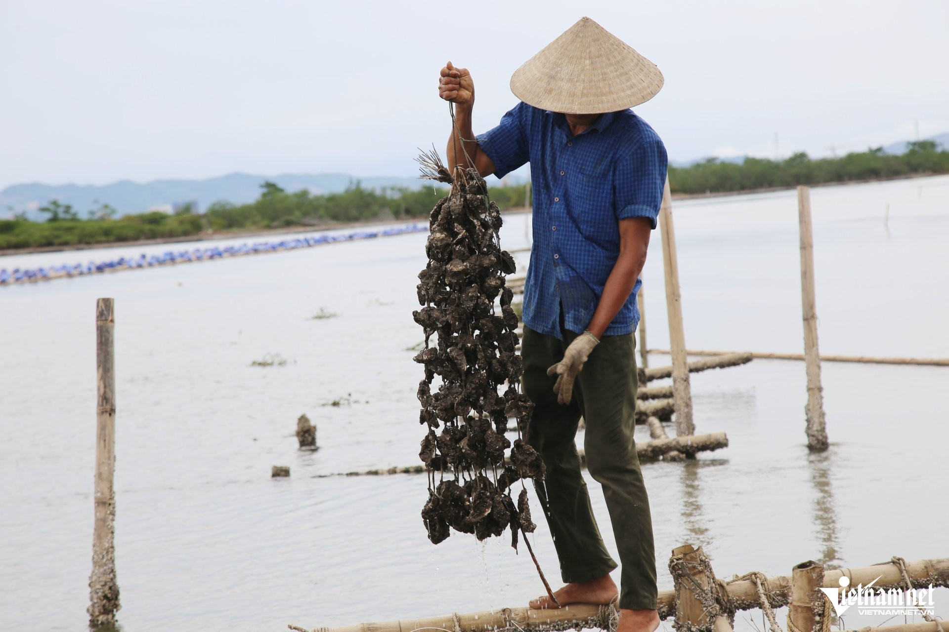 Mỗi dây hàu đạt chất lượng được ông Tạo bán ra với giá 250.000 đồng.