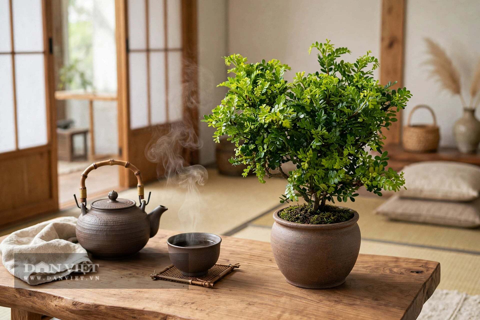 Pistacia Weinmannifolia bonsai