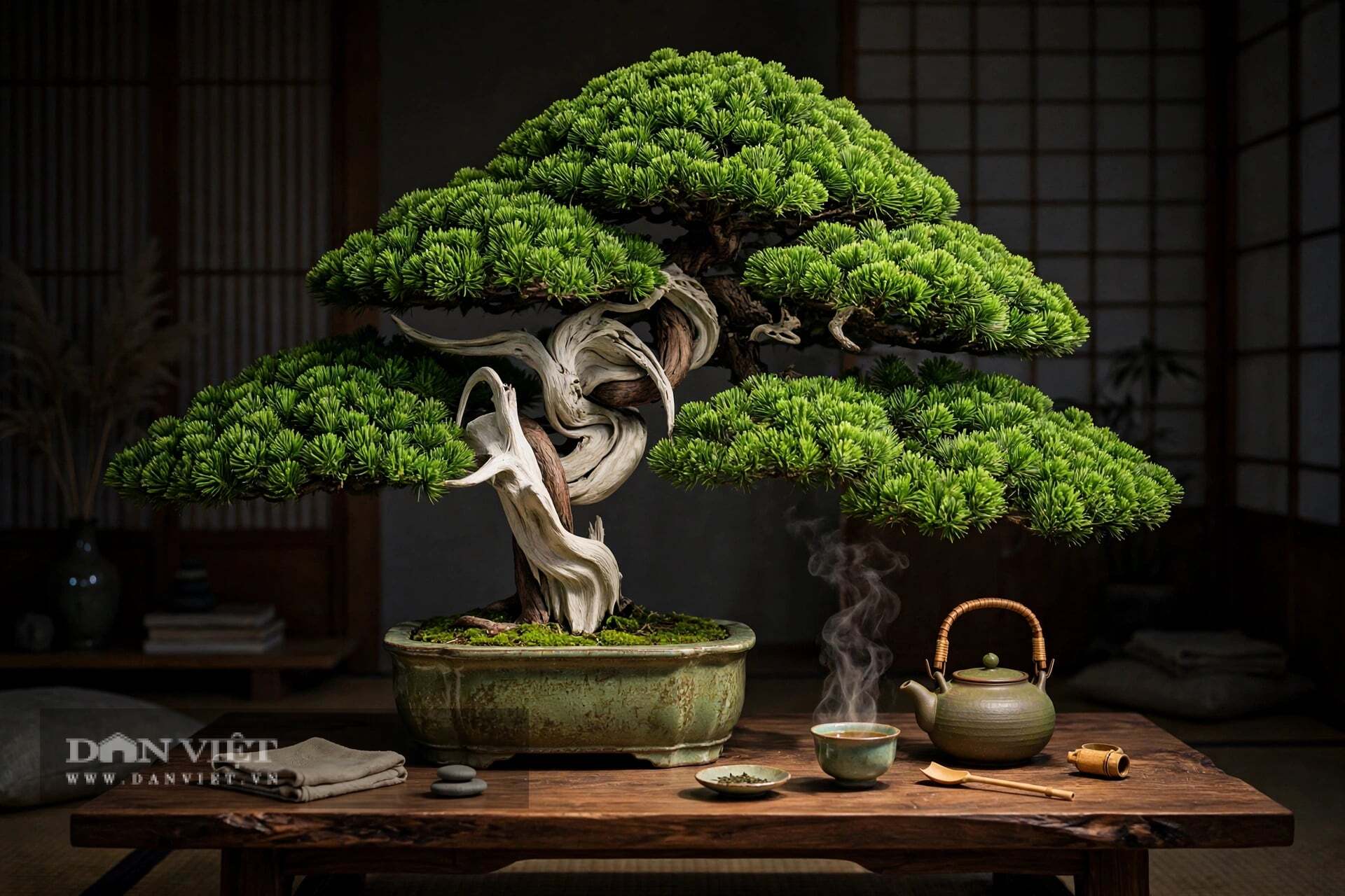 Juniperus sapling