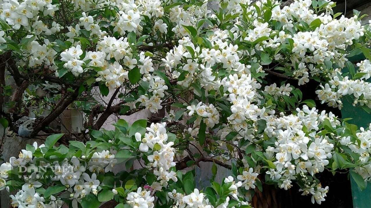 Murraya Paniculata care