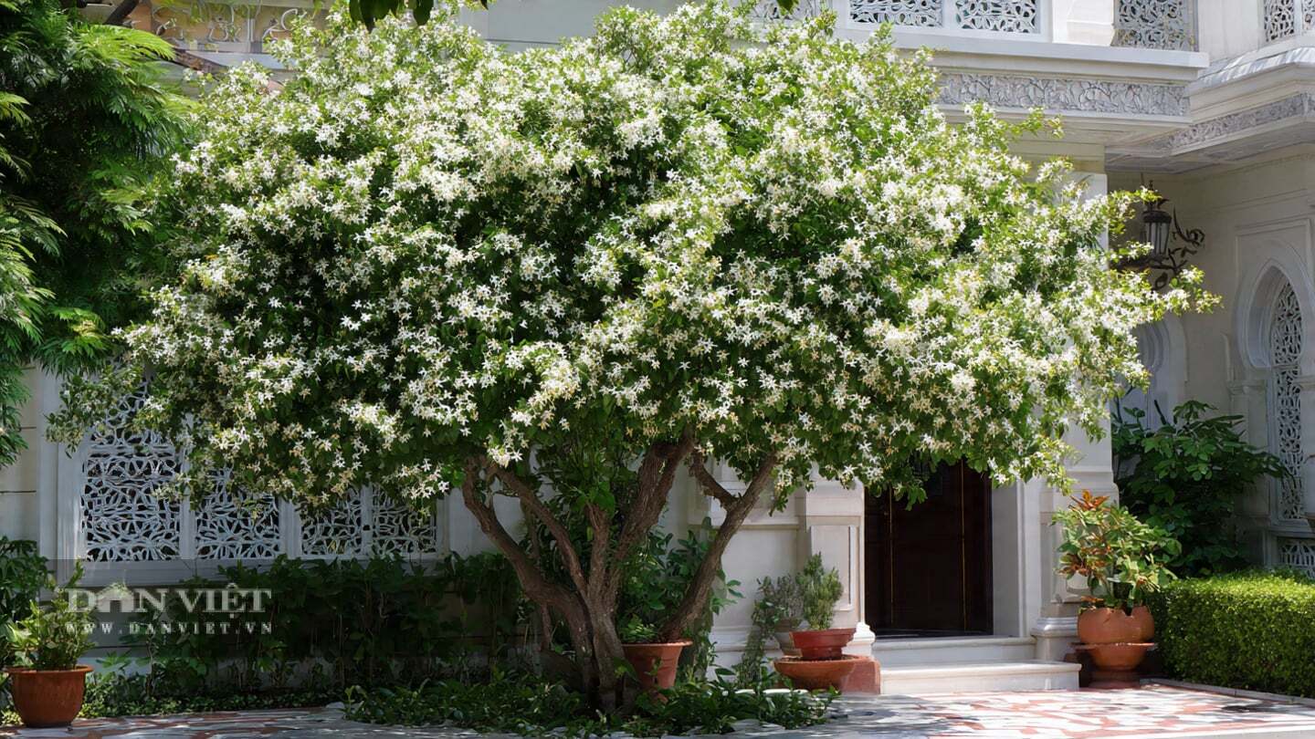 Murraya Paniculata bonsai