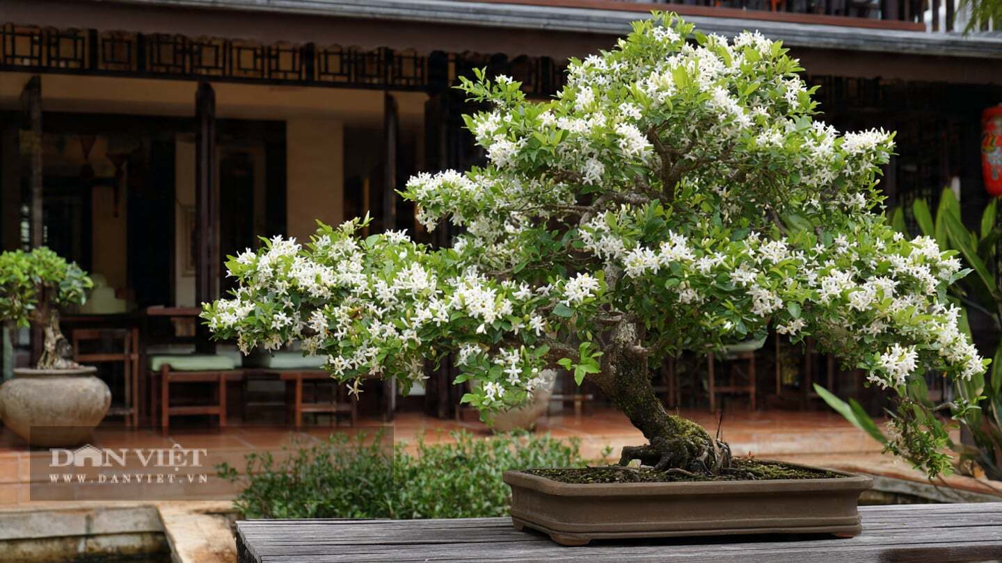 Bonsai appreciation