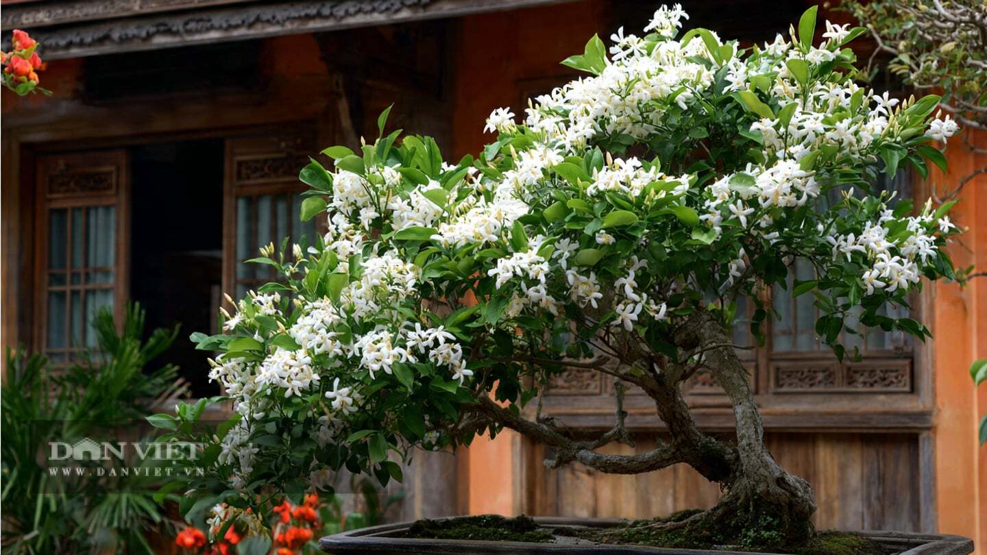 Murraya Paniculata flowers