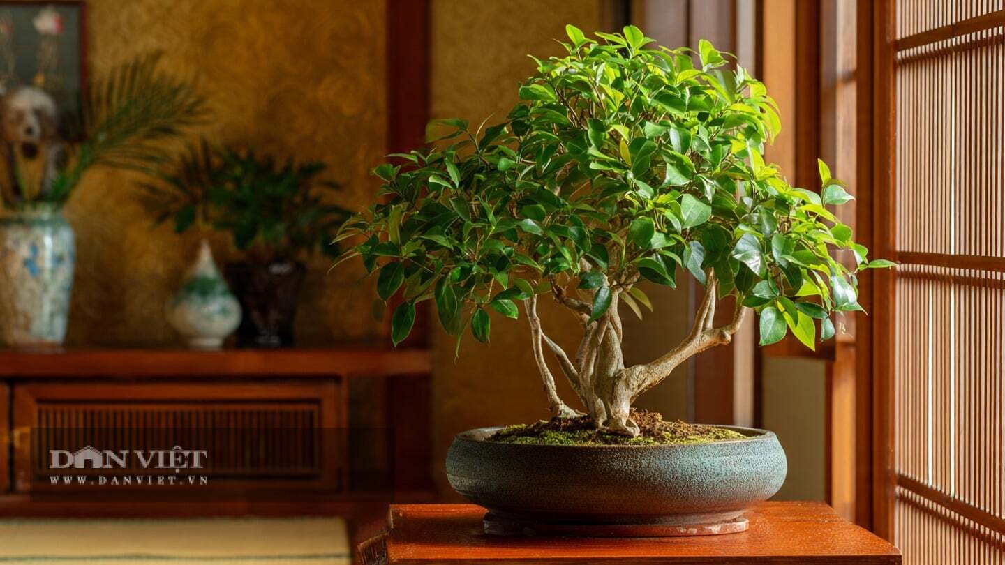 Cây cảnh đàn hương đỏ từ xưa chỉ dùng cho vua chúa