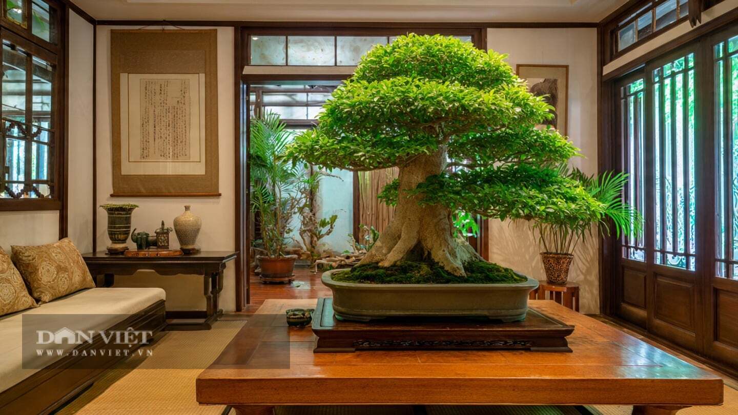 Người xưa tin, cây cảnh đàn hương đỏ là máu của núi, là khí của trời.