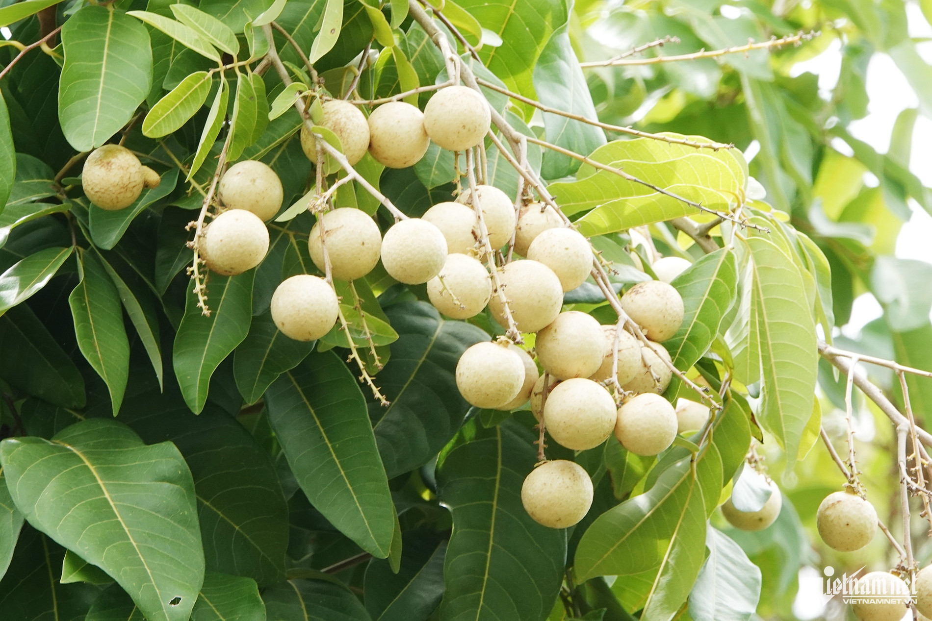 Vườn nhãn hơn 300 gốc cổ thụ ở Cần Thơ có dáng uốn lượn như rồng hút khách - 3