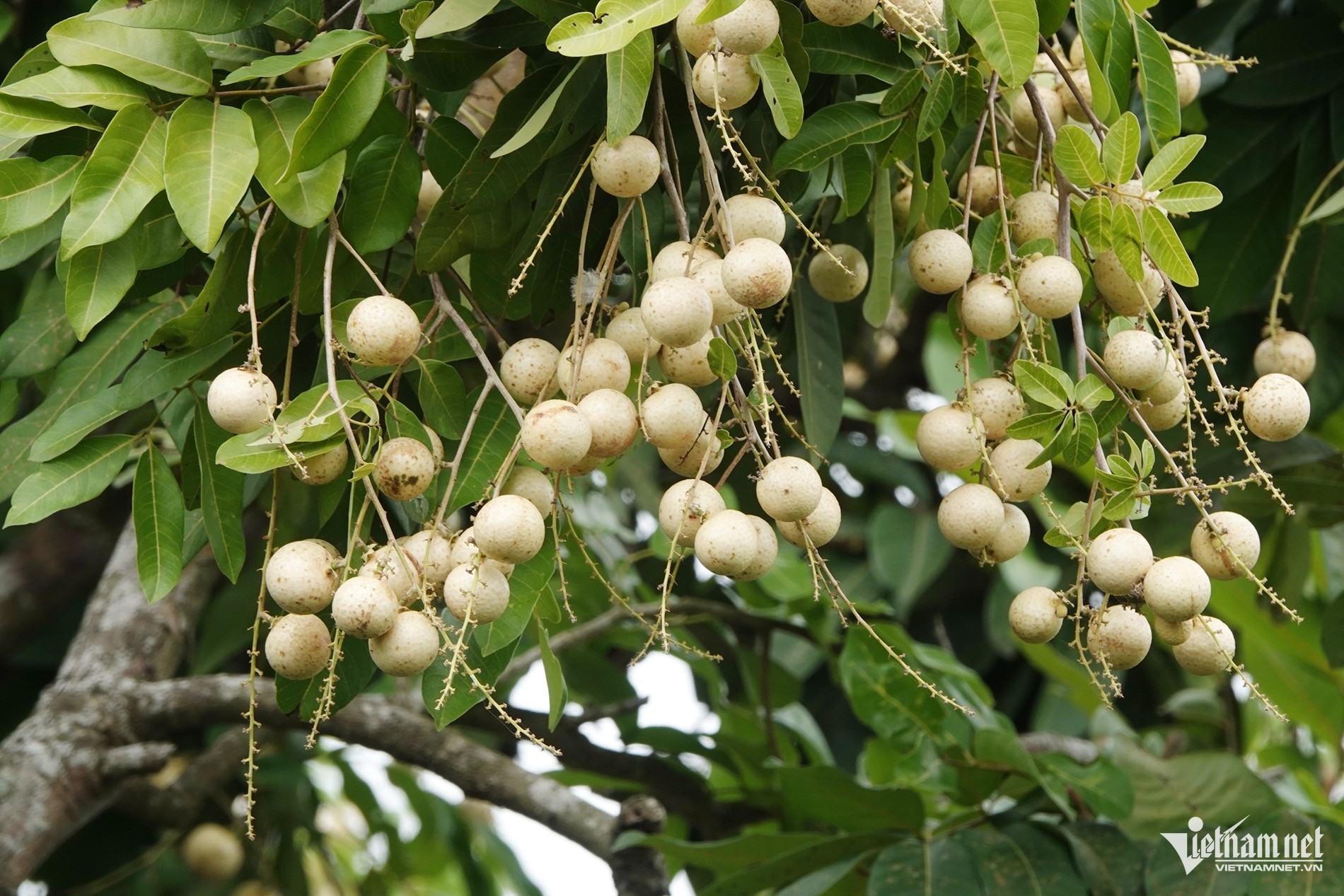 Trái nhãn long truyền thống khi chín có vỏ vàng nhạt, mọng nước và tỏa hương thơm đặc trưng
