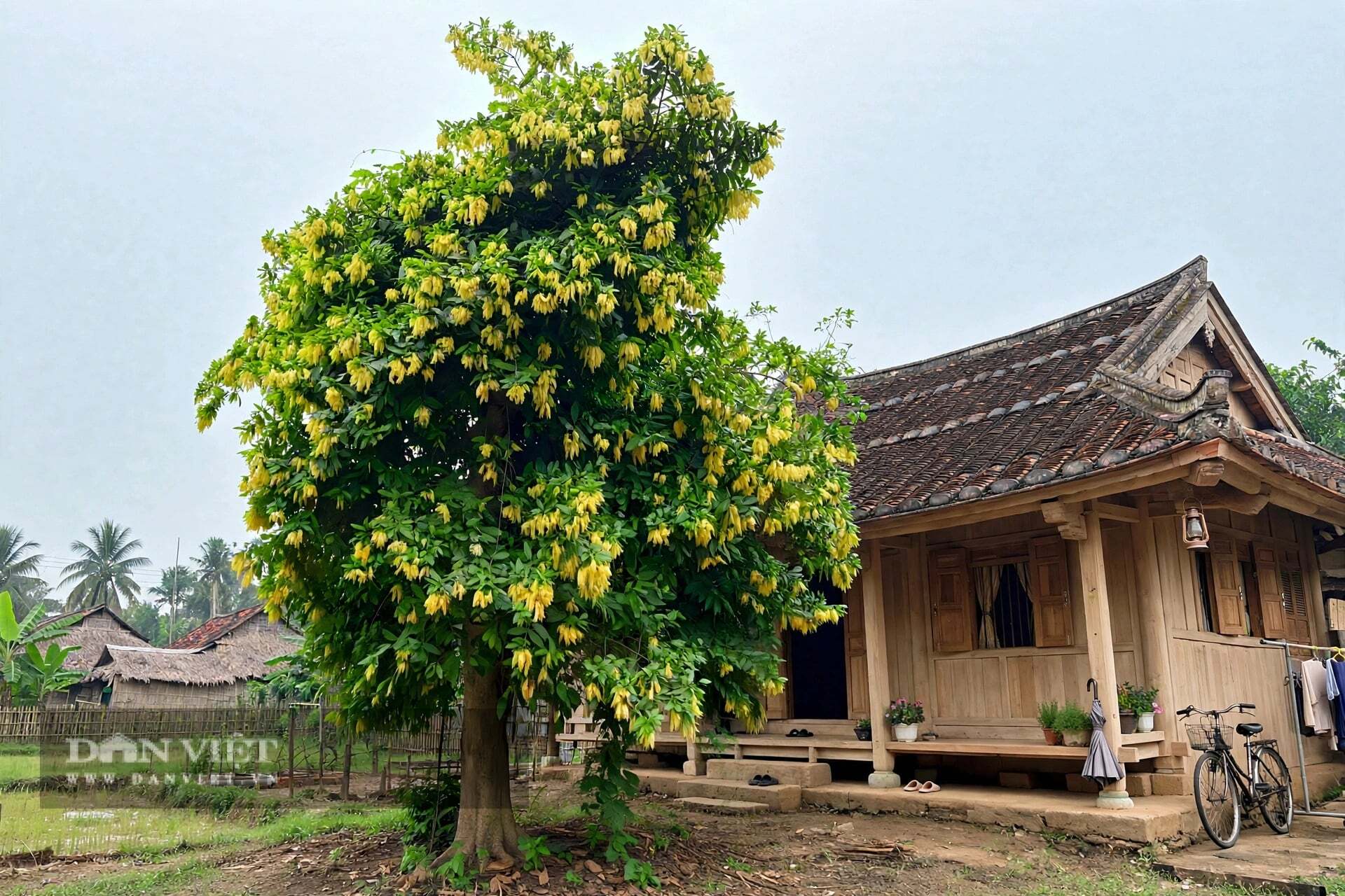 Cây cảnh dạng bụi hoặc gỗ nhỏ