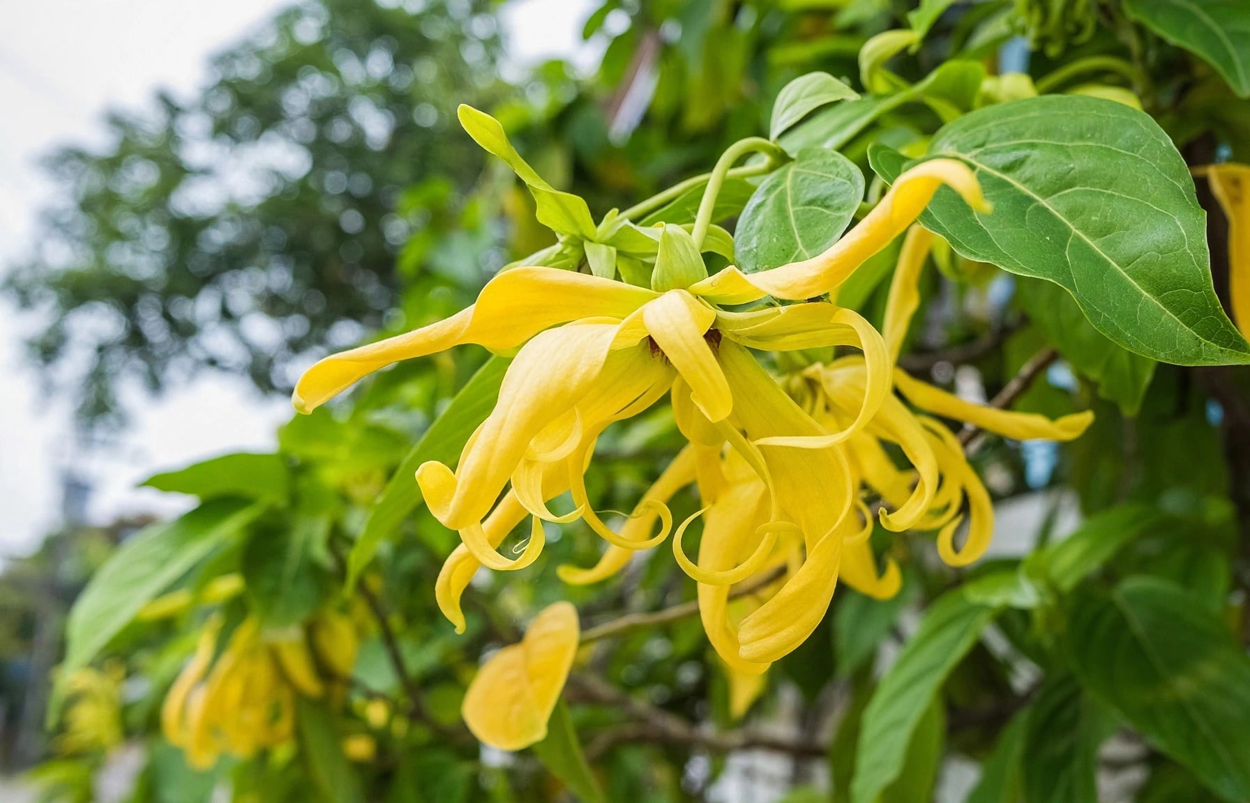 img src/upload/3-2026/images/2026-07-14/1783992796-tao-dai-cay-canh-nguoi-xua-a4-0317-width1440height810.jpg width660 /