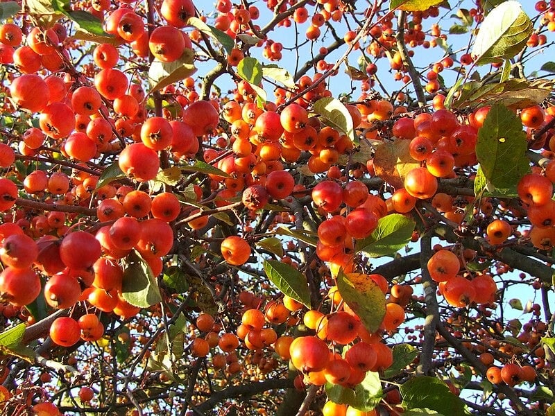 Đó là hình ảnh của sự sung túc, đủ đầy, con đàn cháu đống.