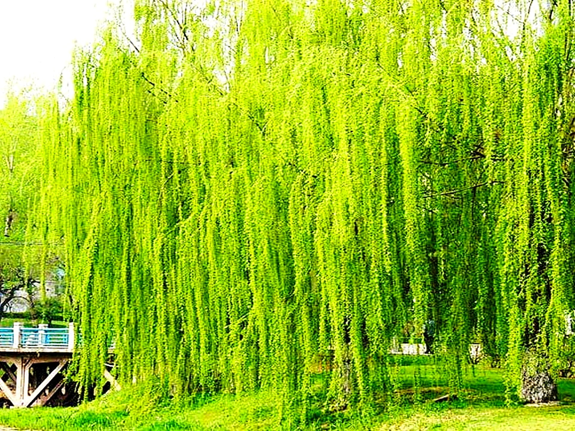 Đây là nhóm cây bị người xưa liệt vào danh sách đen đầu tiên.