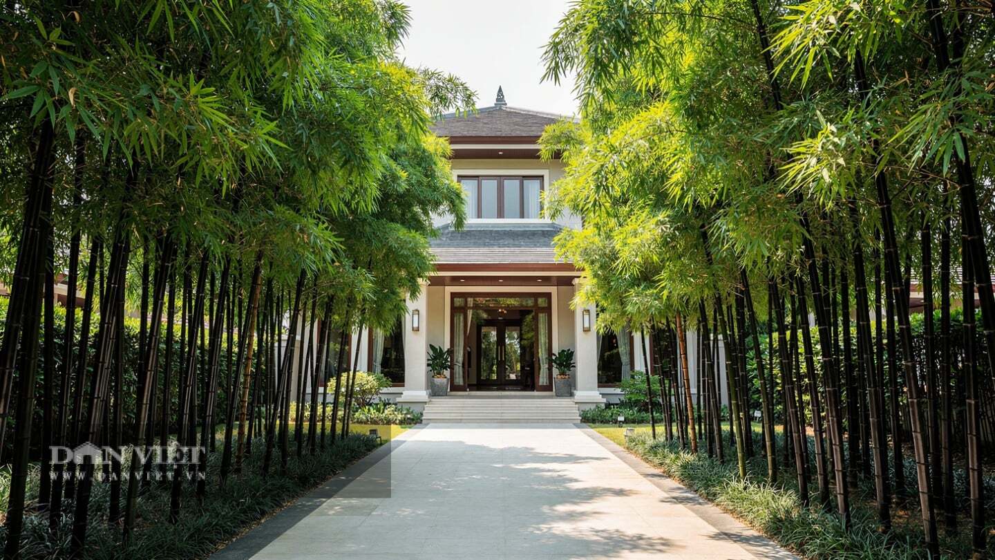 Người xưa dặn: Trồng du kích ngầm trong sân, gia đình bất an