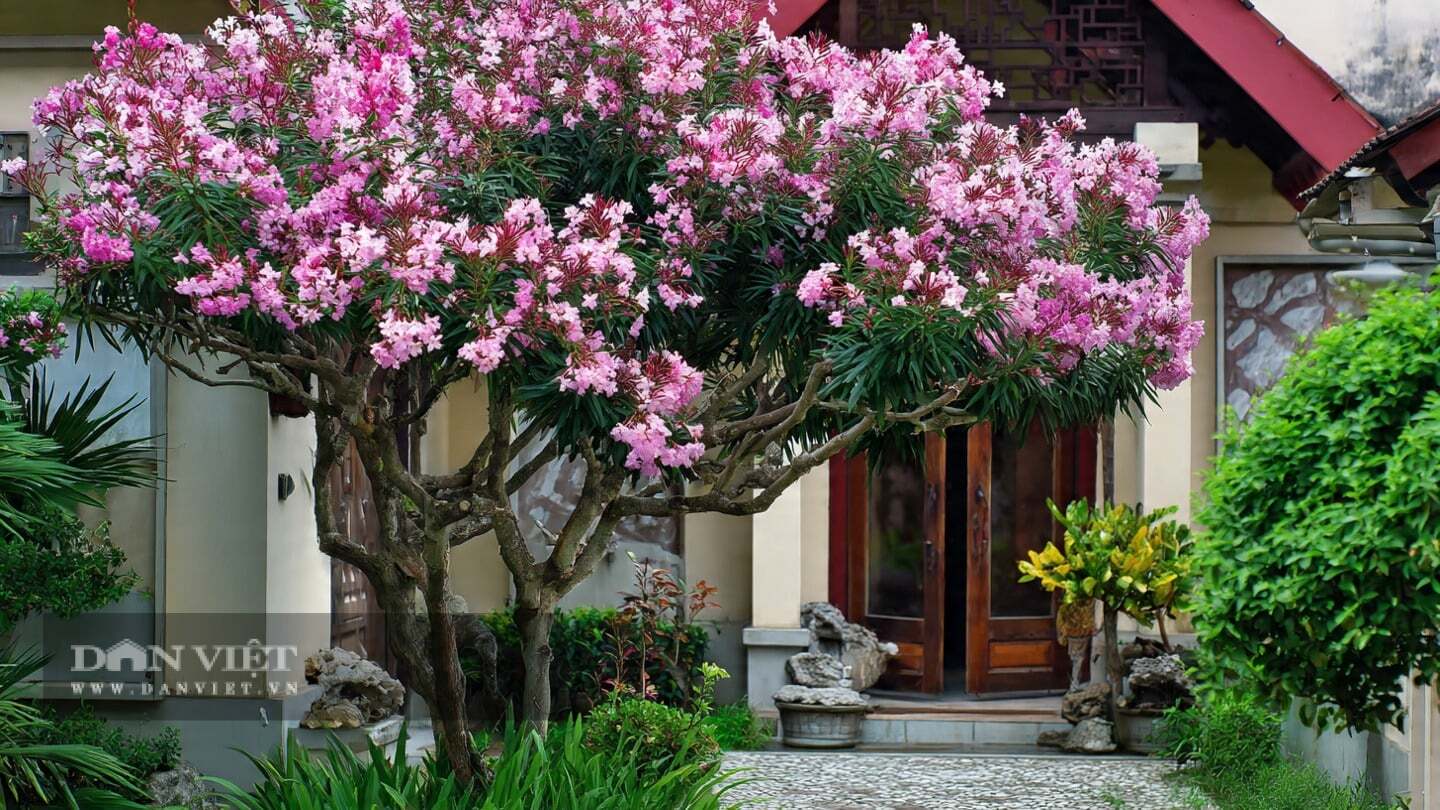 Người xưa gọi đây là mang họa vào nhà.