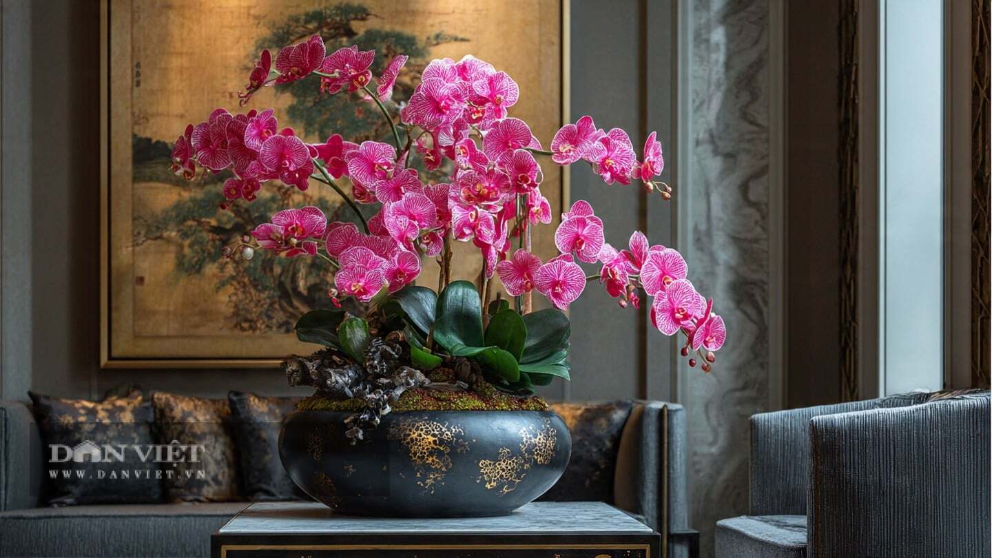 Người xưa gọi lan hồ điệp là “hoa không gây lo lắng”.