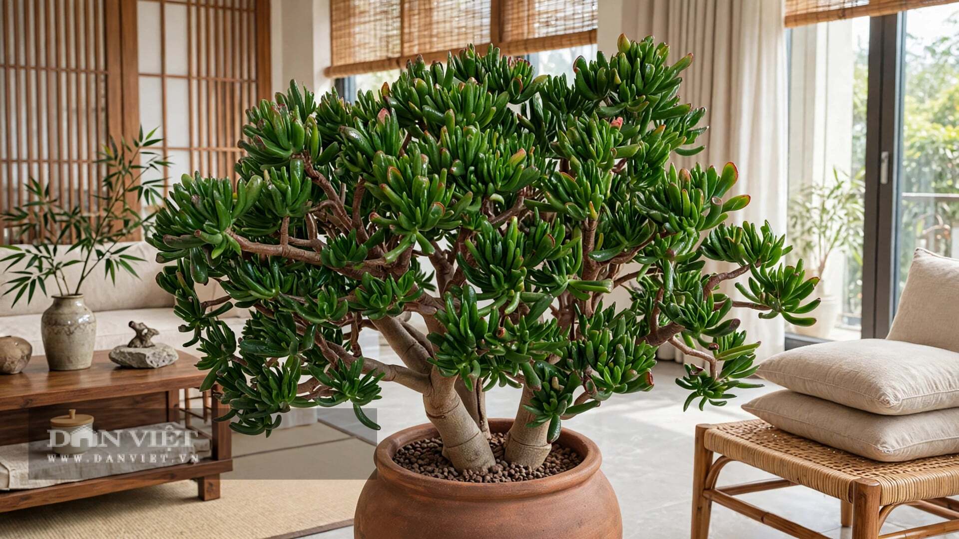 Cây cảnh mọng nước nên cực kỵ úng.