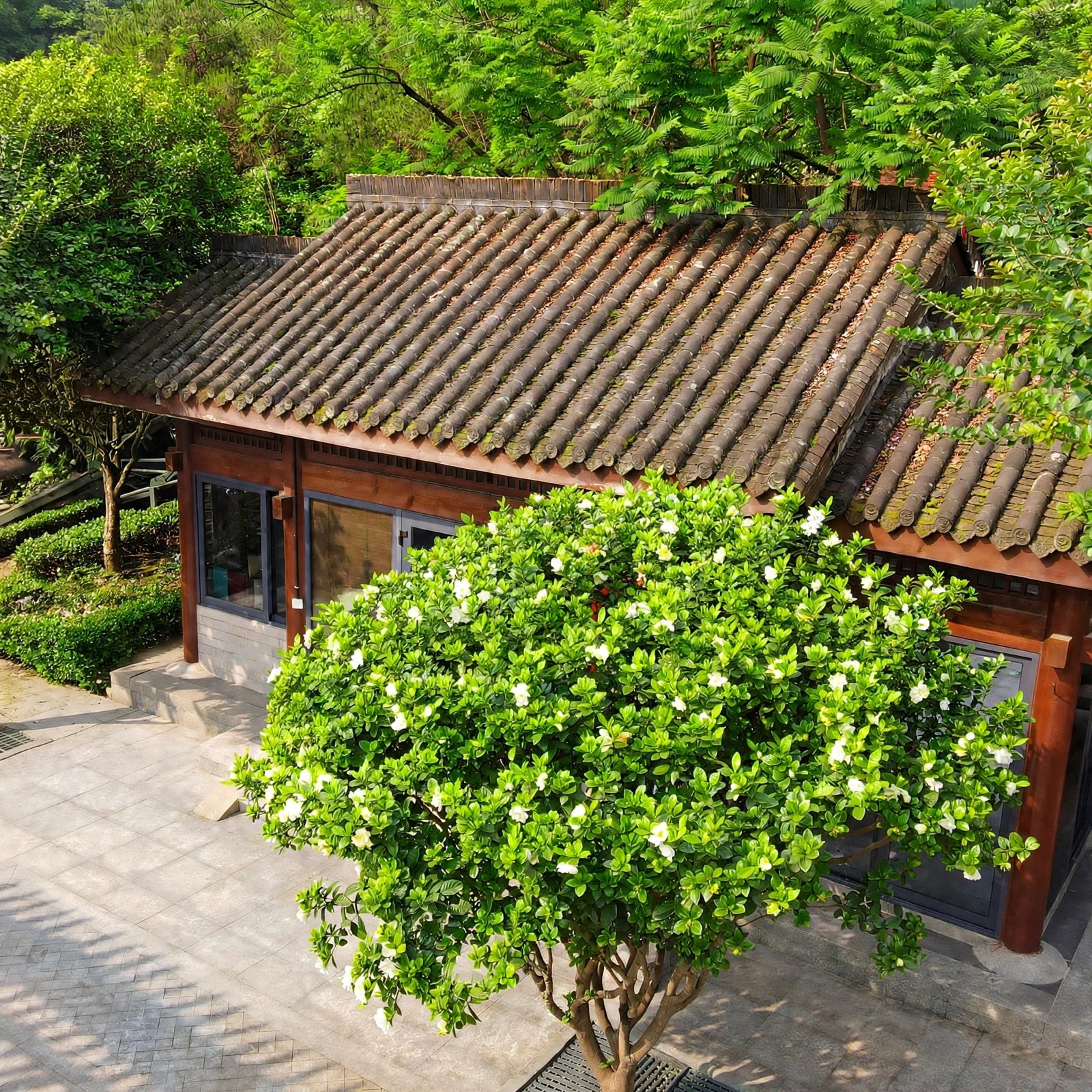 Dành dành là món quà cho những người bận rộn. Ảnh Toutiao