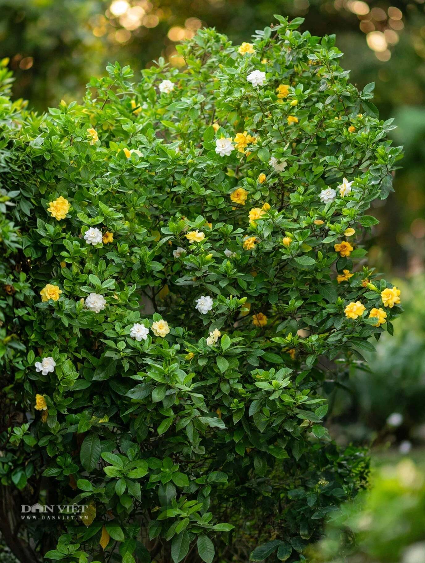Người xưa yêu cây cảnh dành dành vì nó hội tụ đủ ba yếu tố: Sắc - Hương - Nết. Ảnh Toutiao