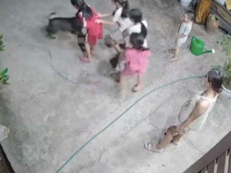 Hài hước khoảnh khắc ‘khối nghỉ hè’ trêu chó vui như Tết: Dân mạng cười ngất ‘xin vé về tuổi thơ’