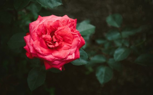 Một điểm đáng quý ở người sinh vào giờ Tý Âm lịch là sự nhân hậu và giàu lòng cảm thông. Ảnh minh họa