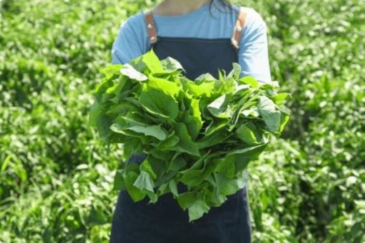 Rau lang (rau khoai lang) là loại rau giàu chất xơ, vitamin A, C (Ảnh:Shutterstock)