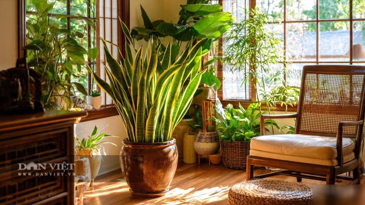 Đặc biệt, cây cảnh có khả năng quang hợp ngược