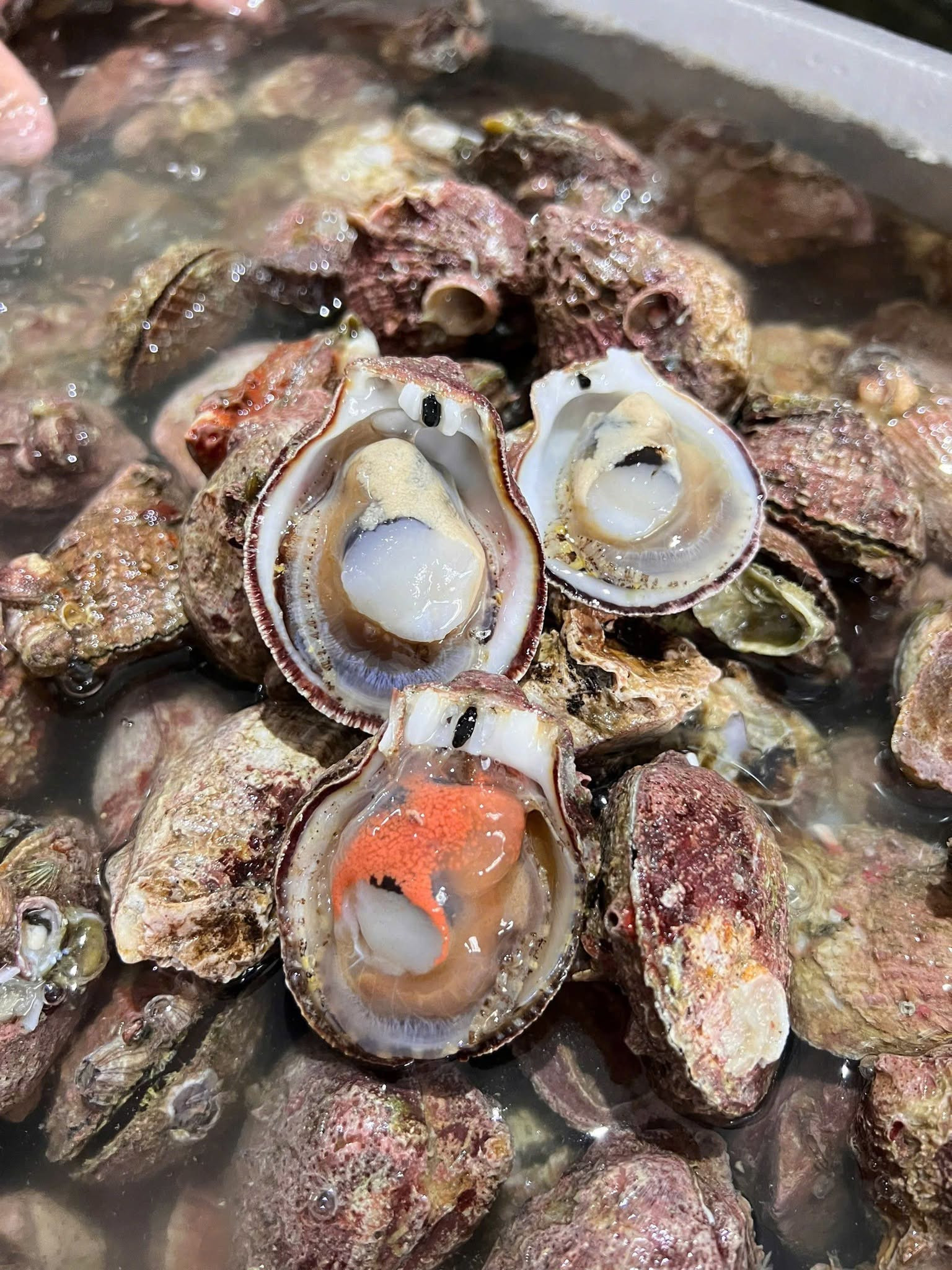 Phần ruột bên trong của hàu hương thoạt nhìn khá giống sò điệp